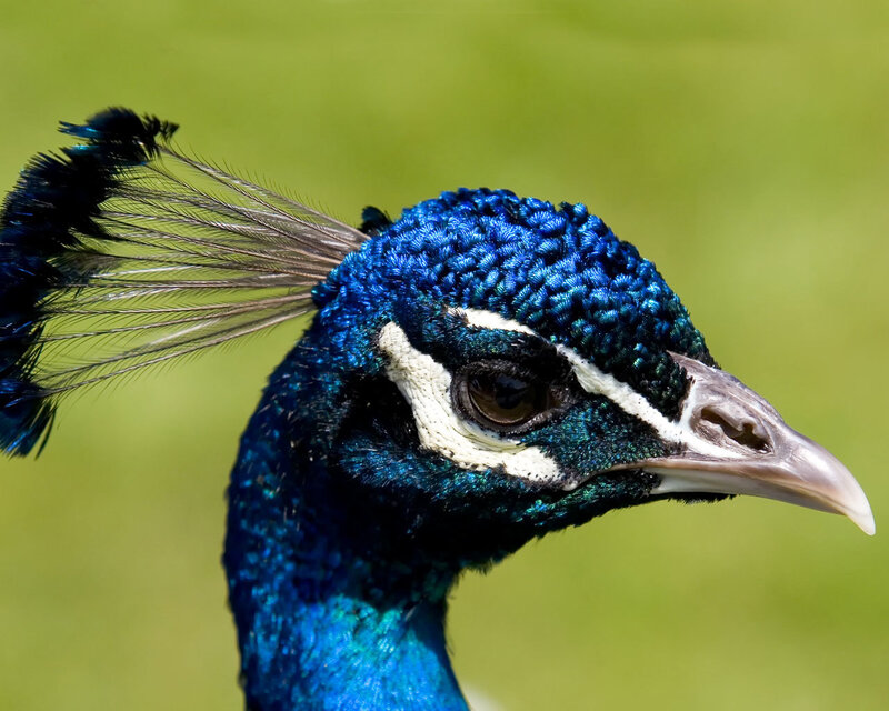 Close-up of a peacock's head