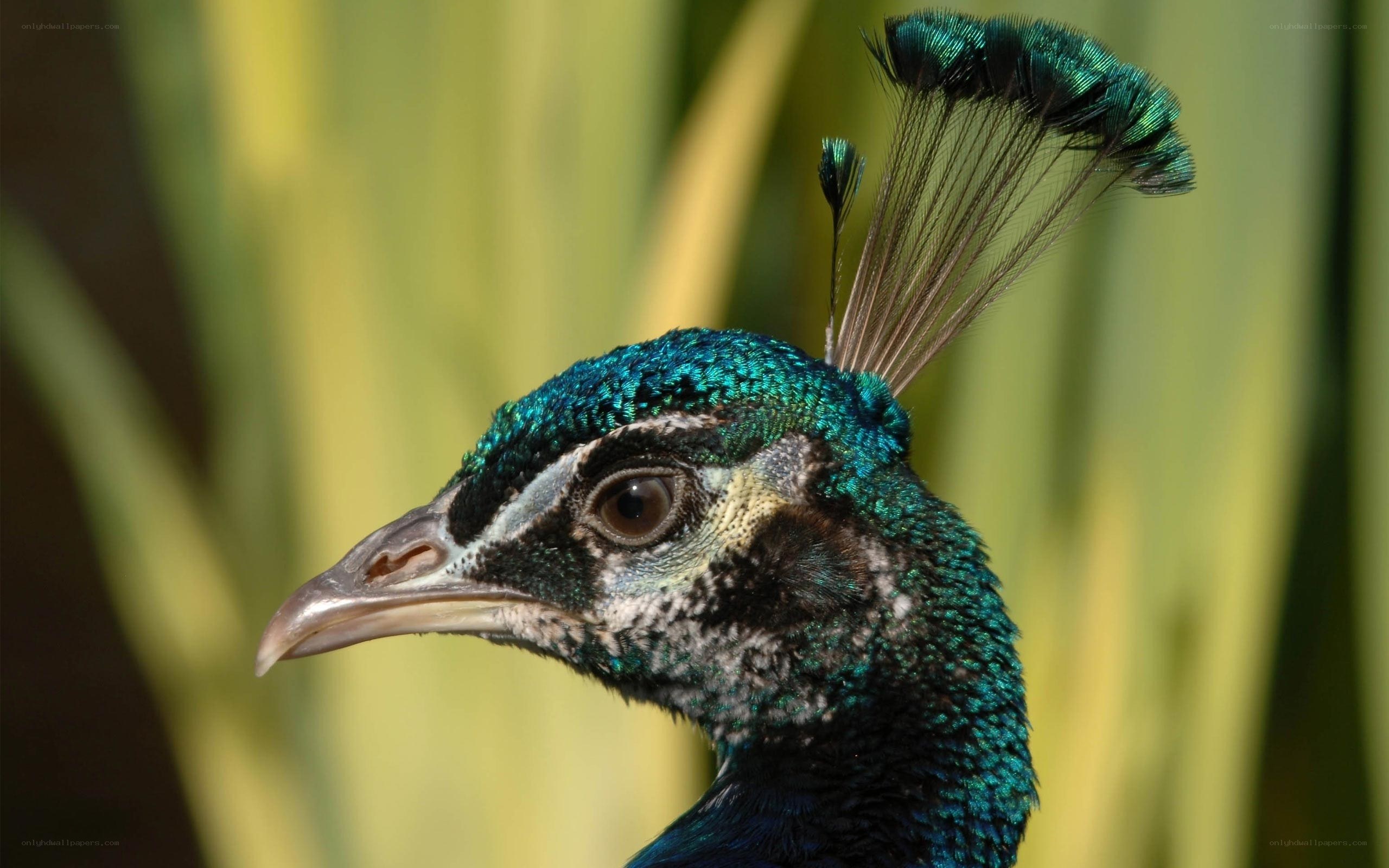 Close-up of a peacock's head