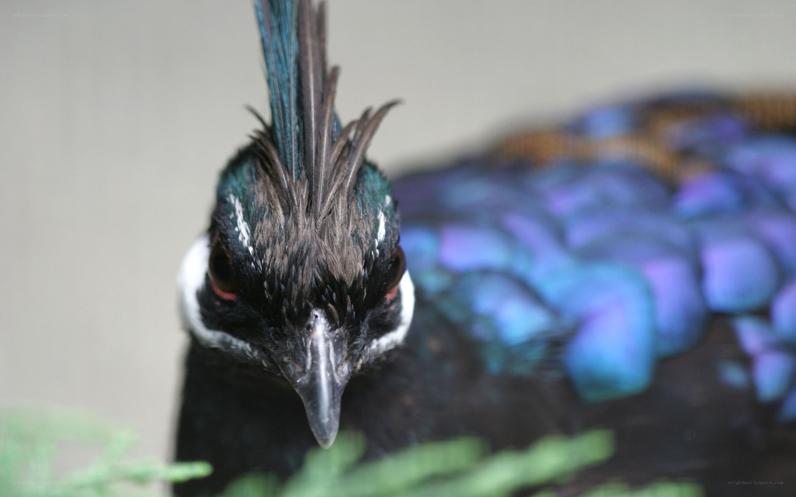 close-up of a peacock