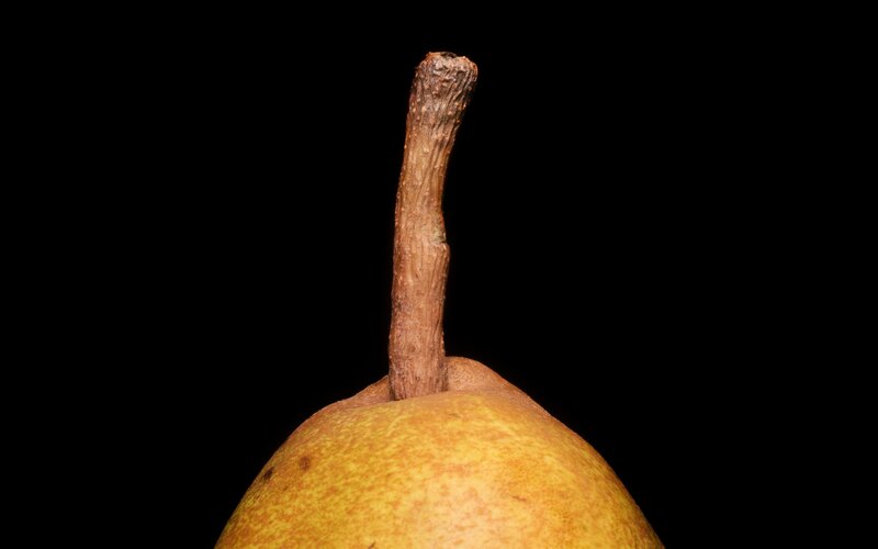 Close-up of a pear stem