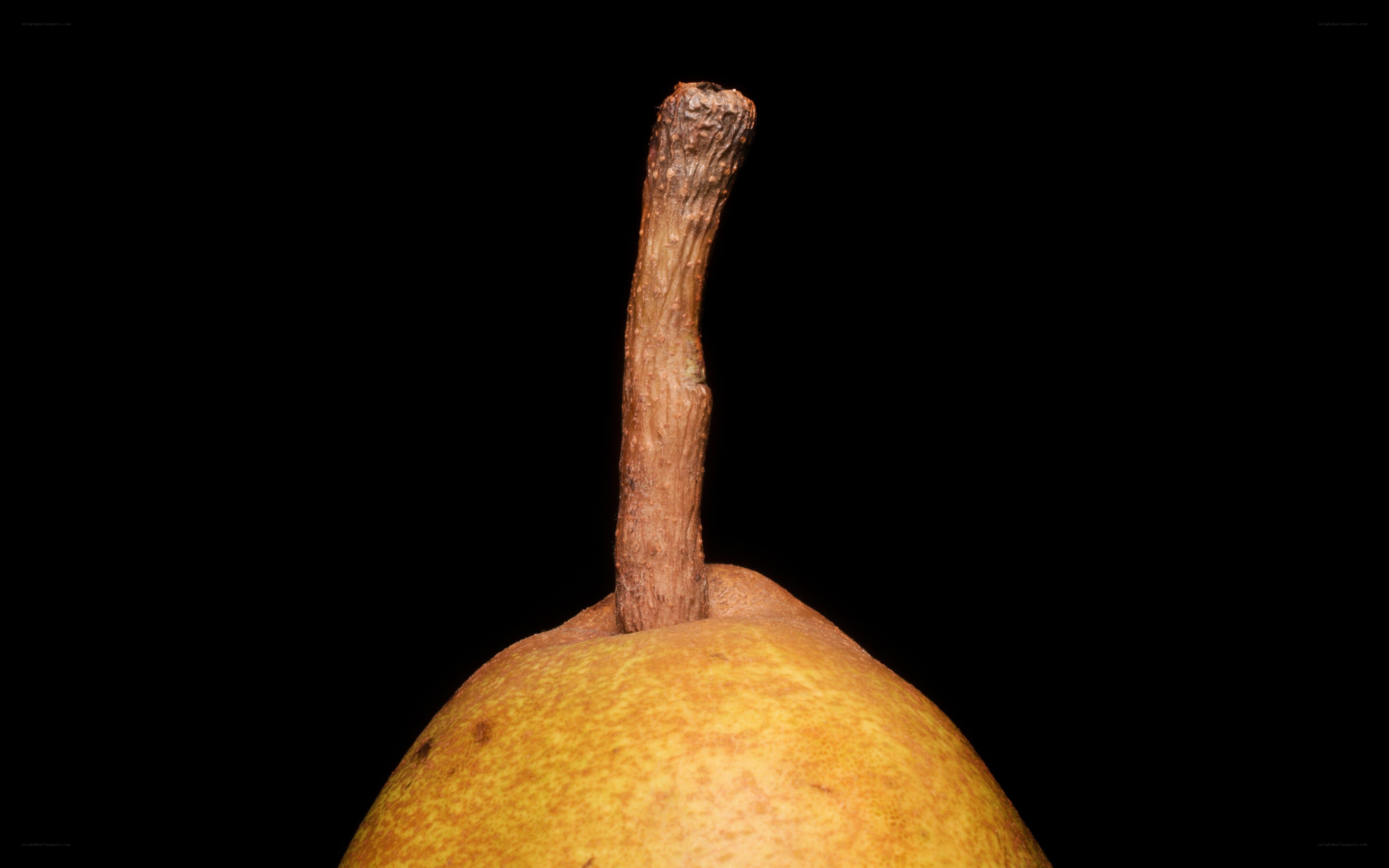 Close-up of a pear stem