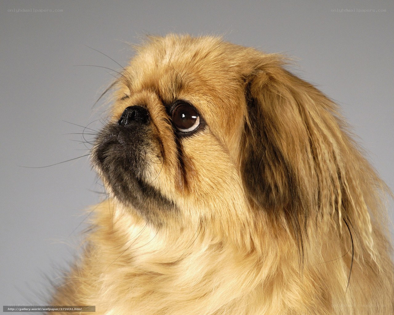 close-up of a Pekingese dog