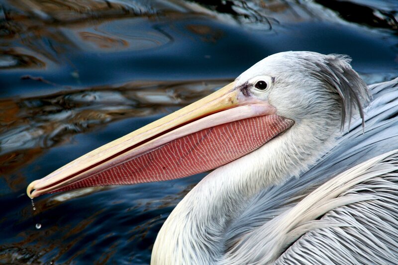 Close-up of a pelican