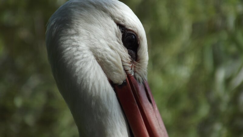 close-up of a pelican's head