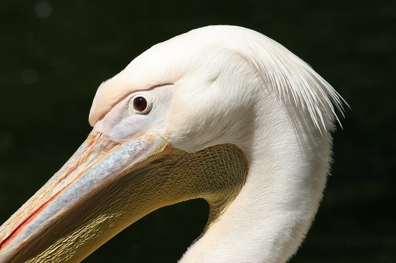Close-up of a pelican's head