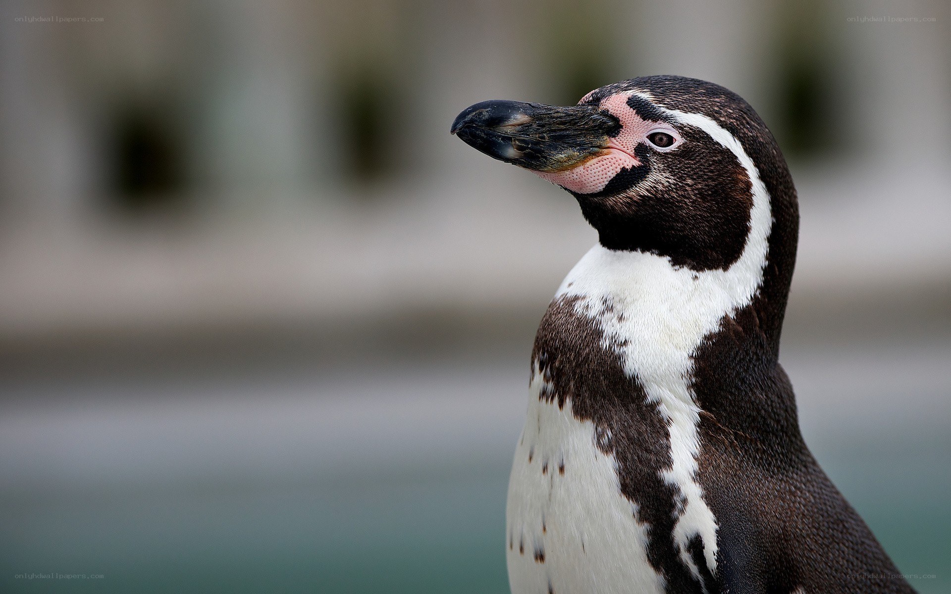 Close-up of a penguin