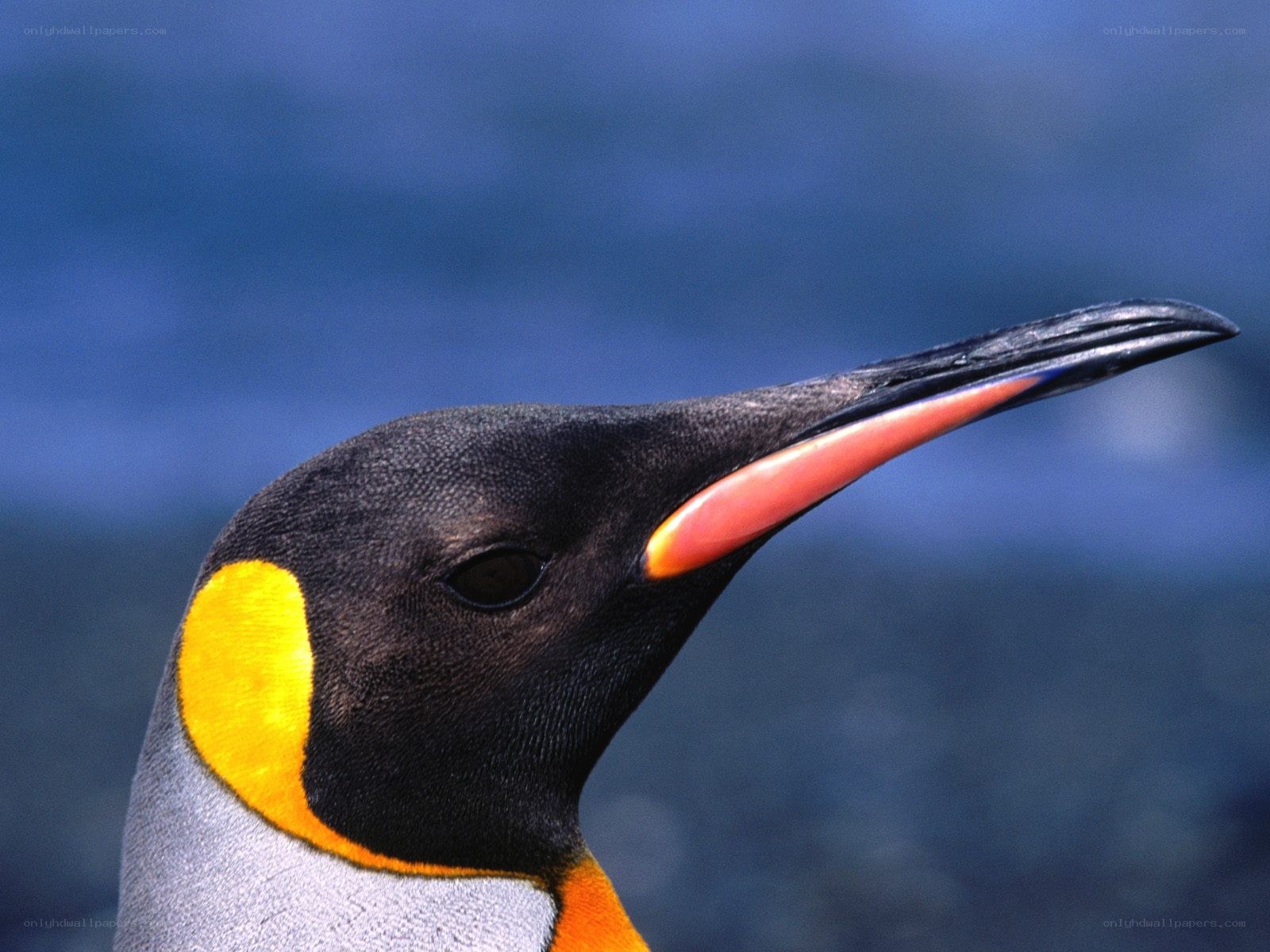 Close-up of a penguin head