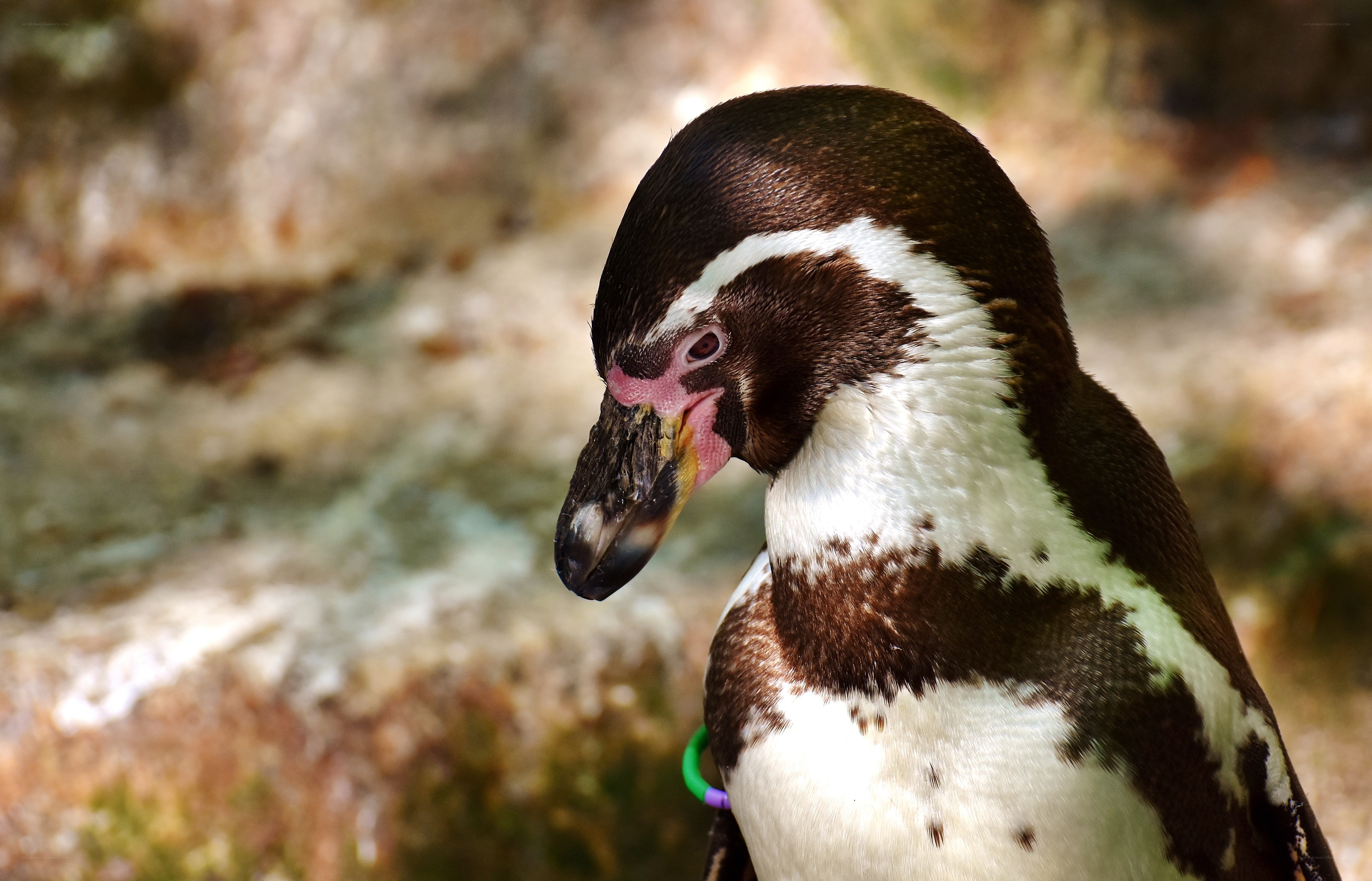 Close-up of a penguin