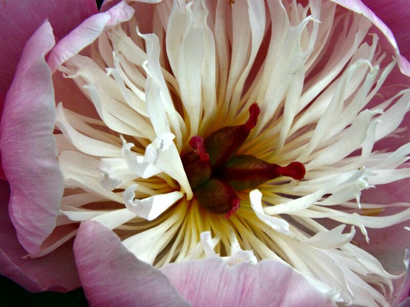 Close-up of a Peony Flower — Pink