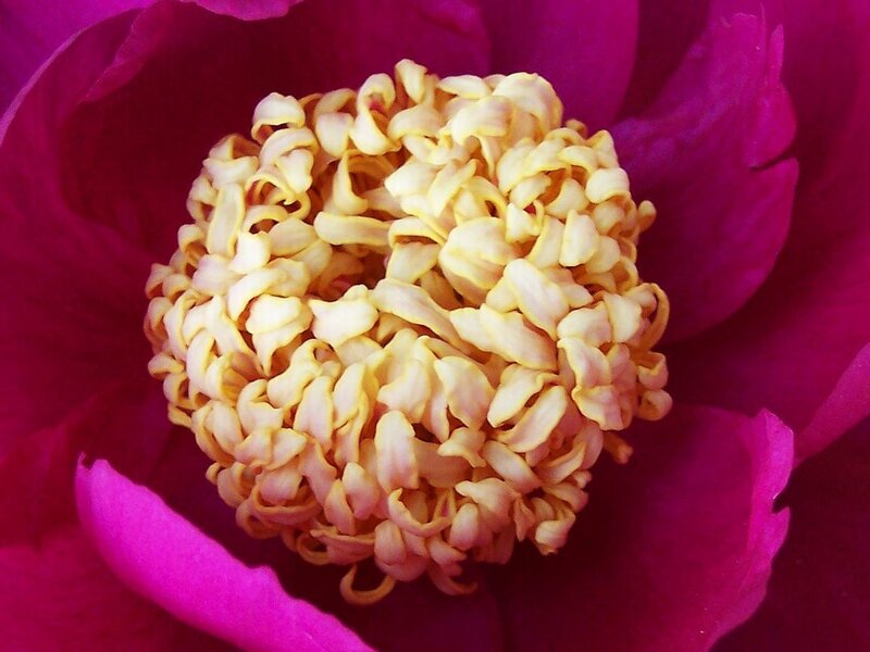 Close-up of a peony flower