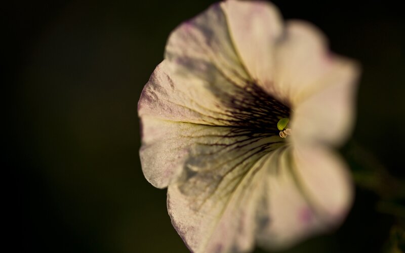 close-up of a petunia flower