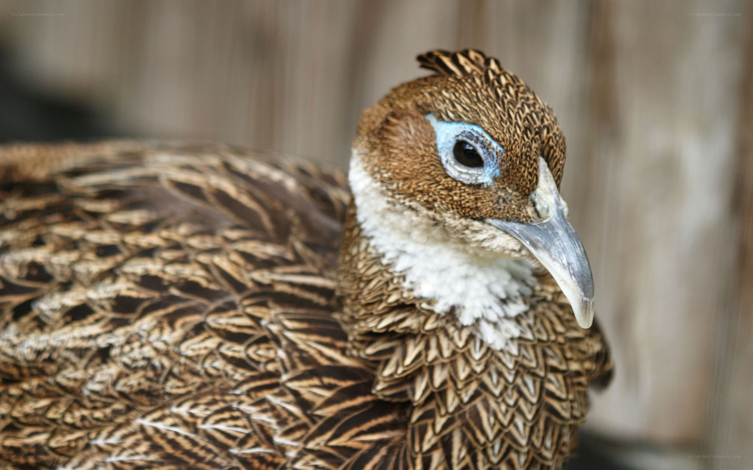 close-up of a pheasant