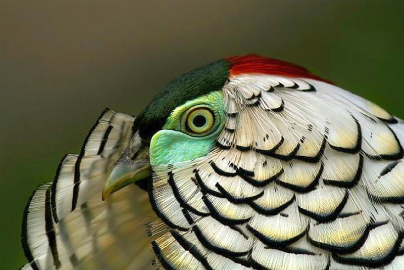 close-up of a pheasant