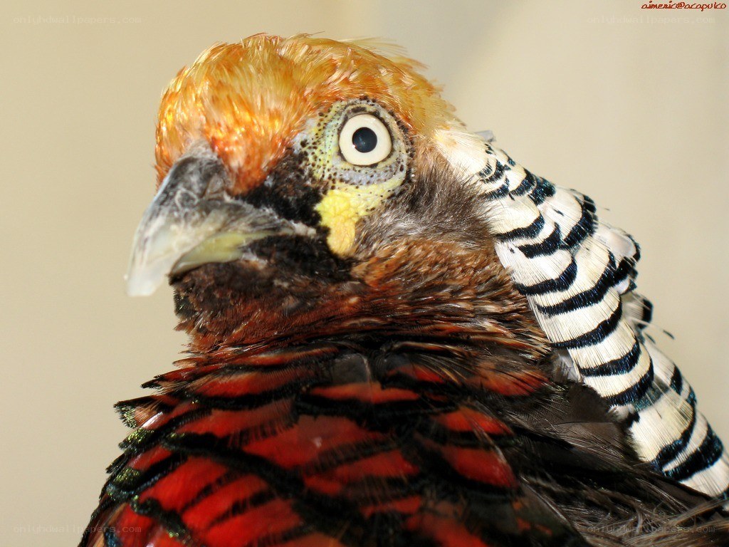 close-up of a pheasant