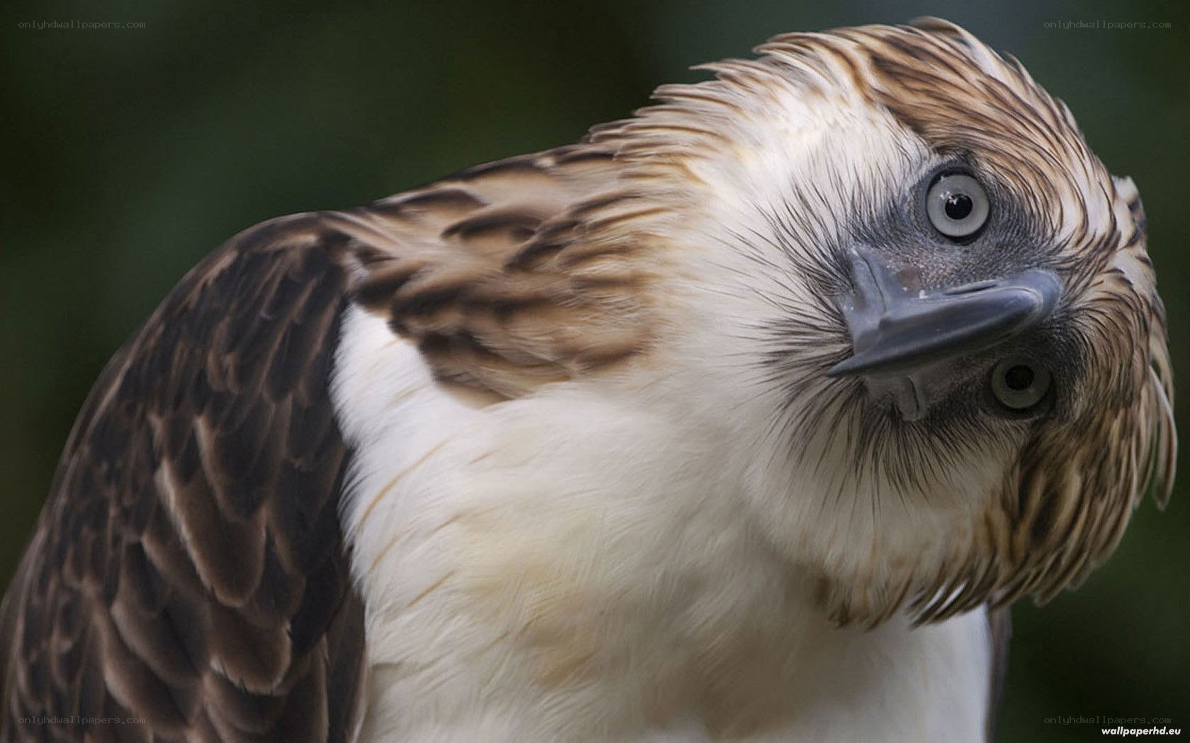 close-up of a Philippine eagle