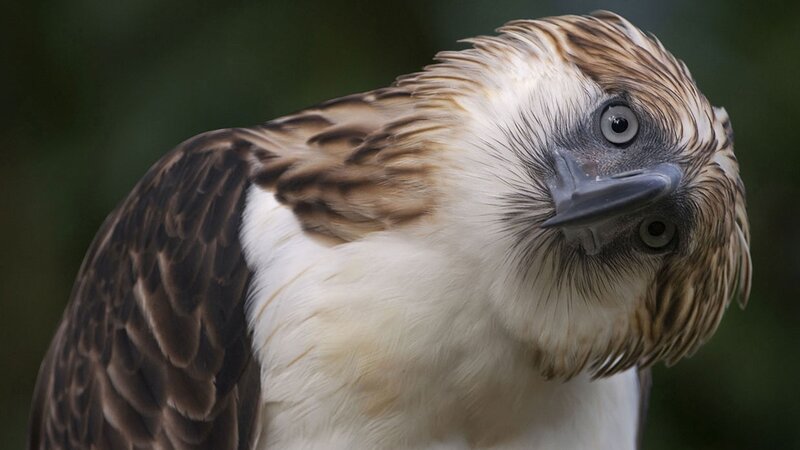 close-up of a Philippine eagle