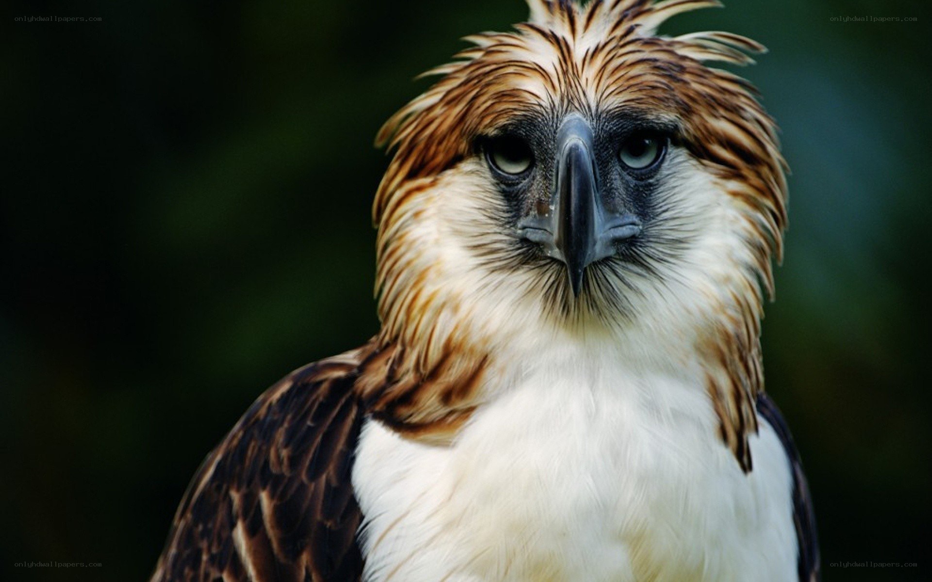 Close-up of a Philippine eagle