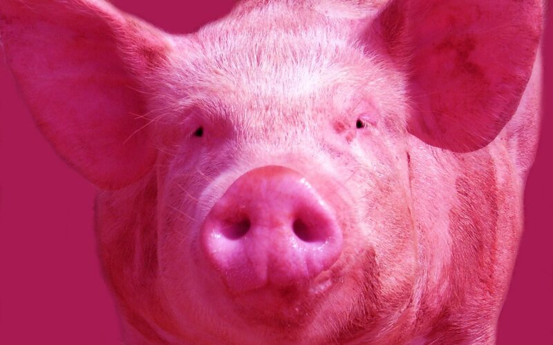 close-up of a pig's face