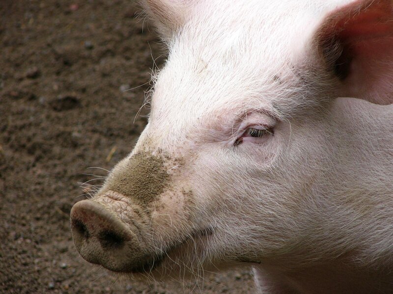 close-up of a pig's face
