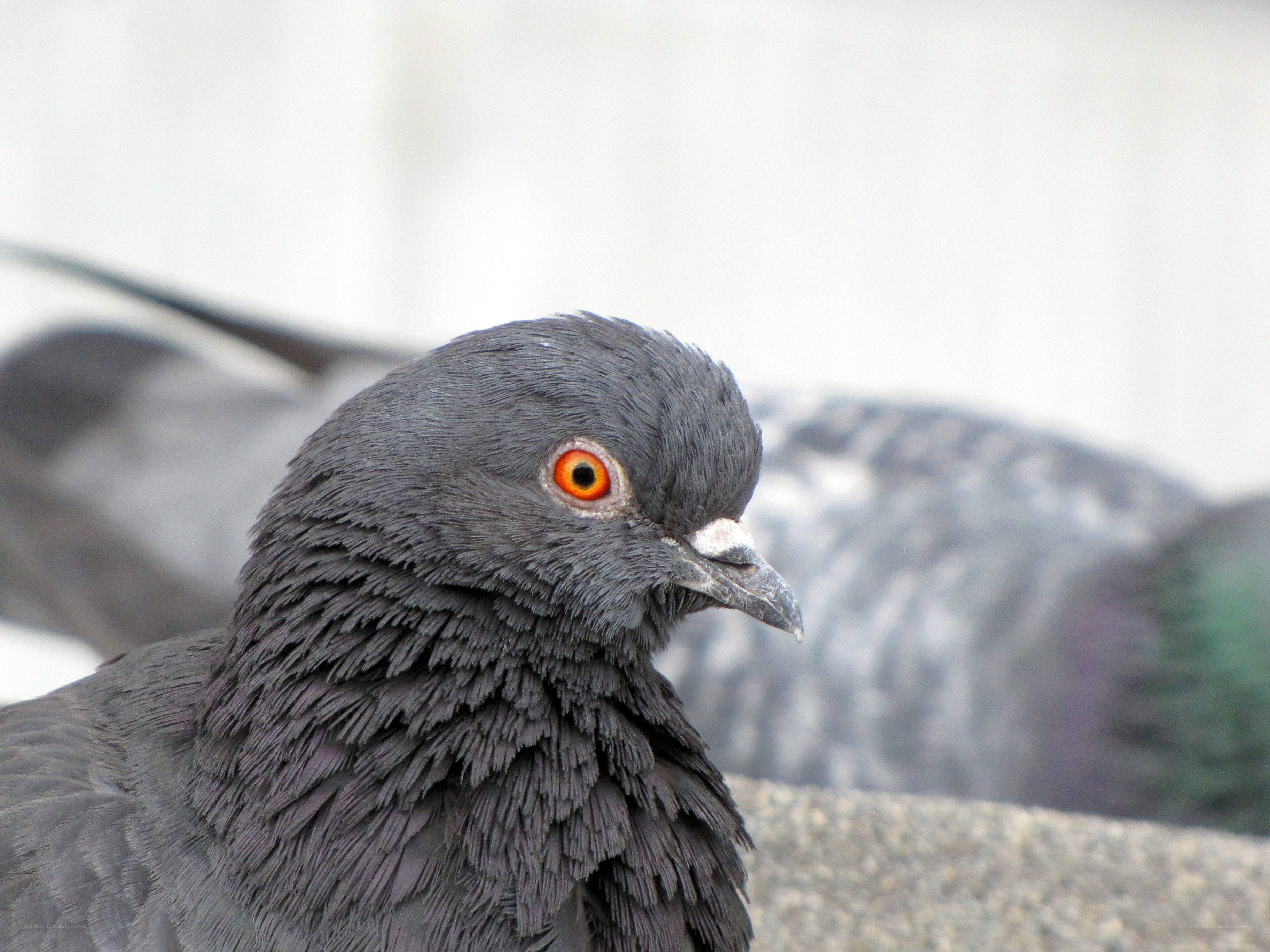 close-up of a pigeon
