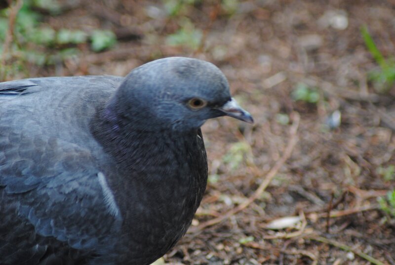 close-up of a pigeon