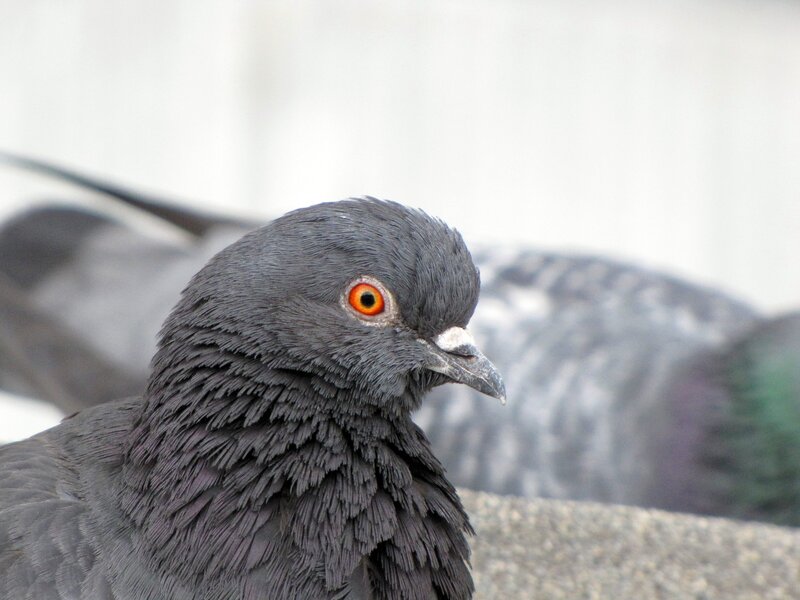 close-up of a pigeon