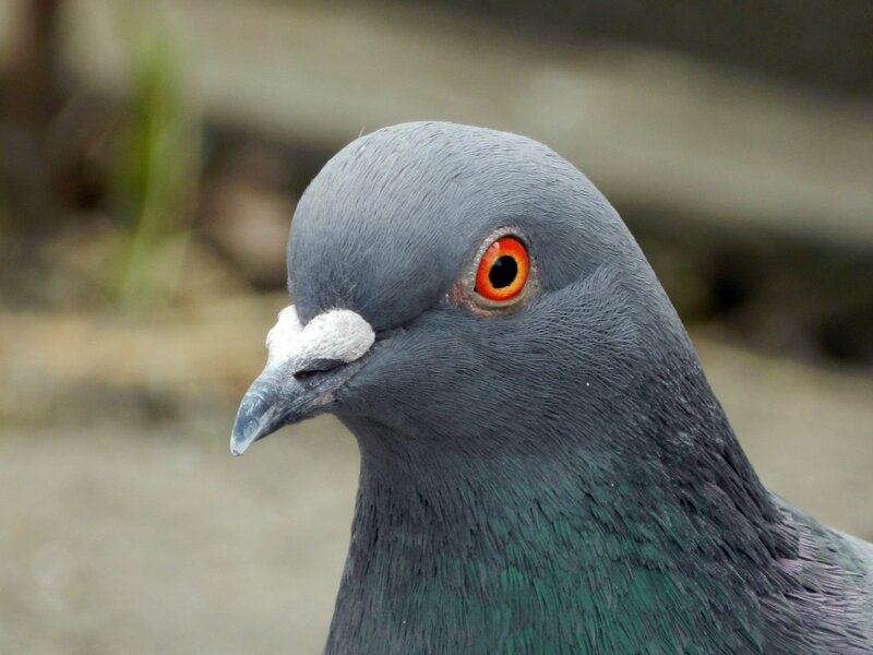 close-up of a pigeon