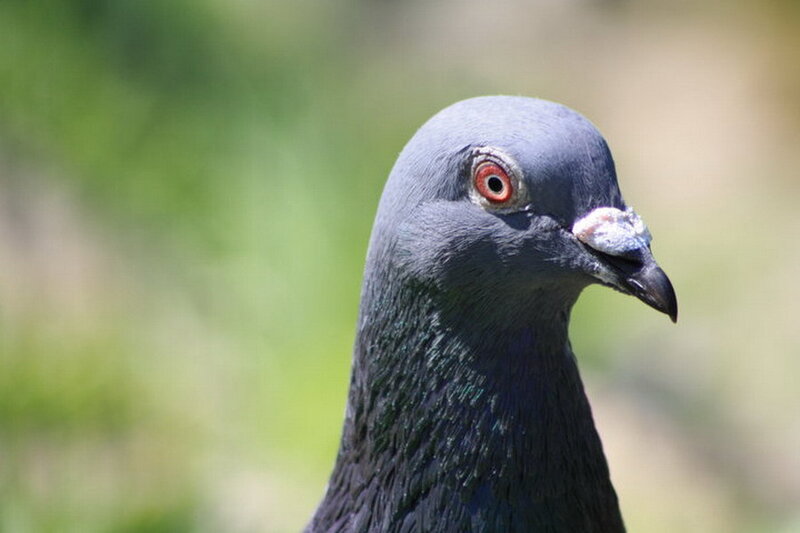 close-up of a pigeon