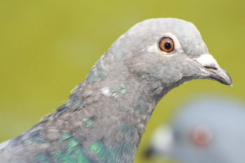 close-up of a pigeon