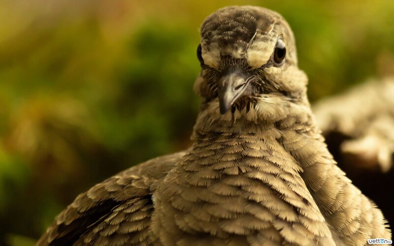 Close-up of a Pigeon — Brown