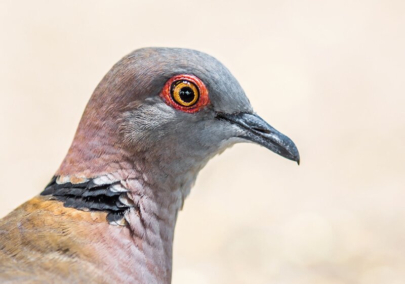 Close-up of a Pigeon — Gray, Neutral, Photograph