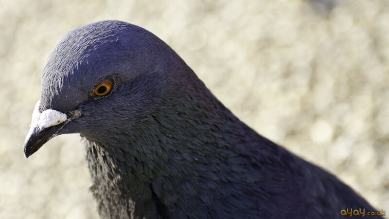 Close-up of a Pigeon — Gray