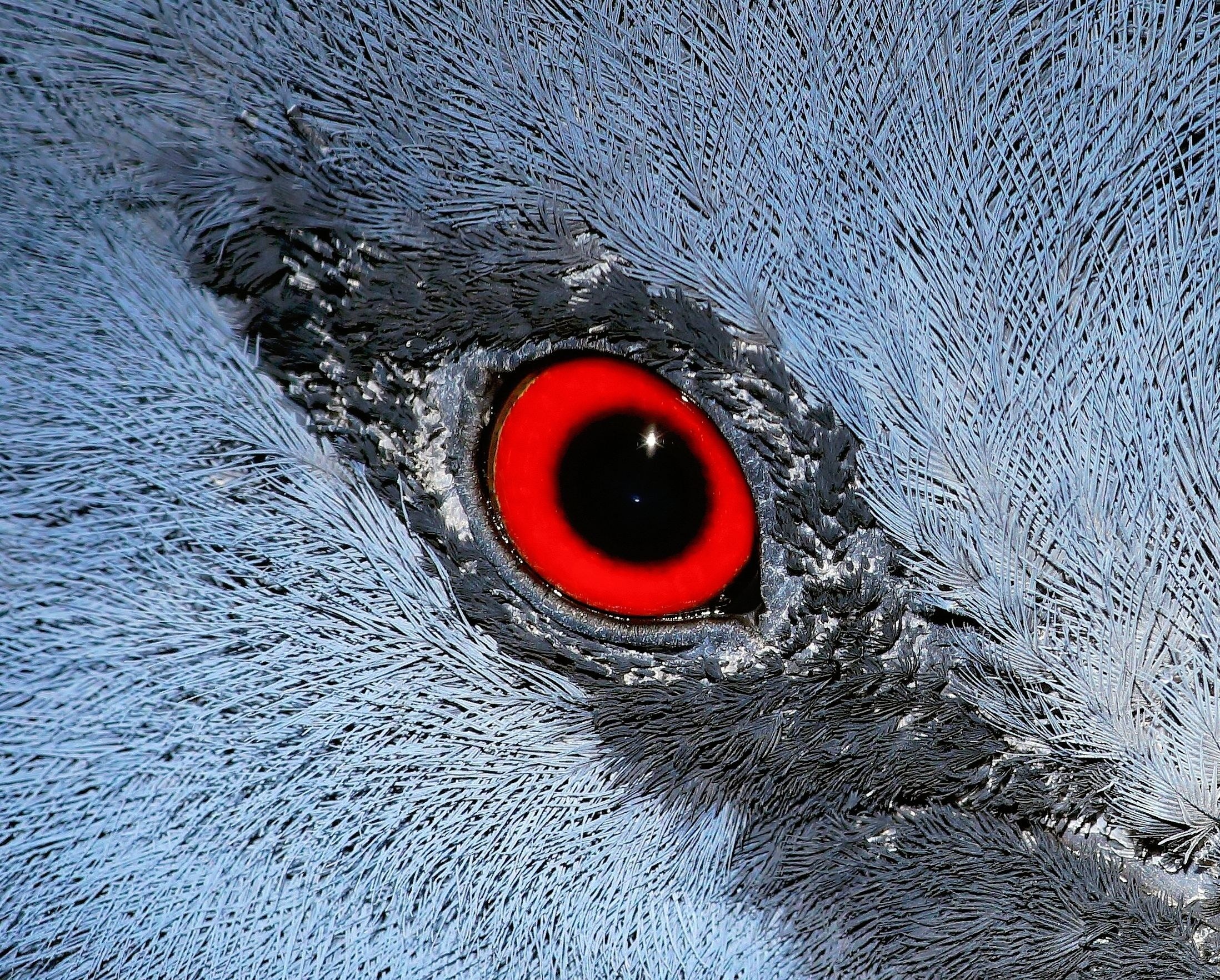 close-up of a pigeon's eye