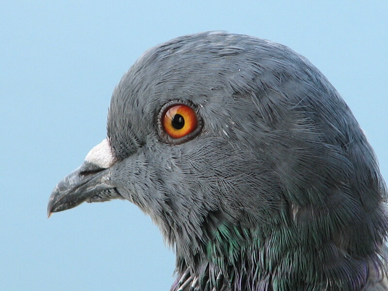 close-up of a pigeon's head