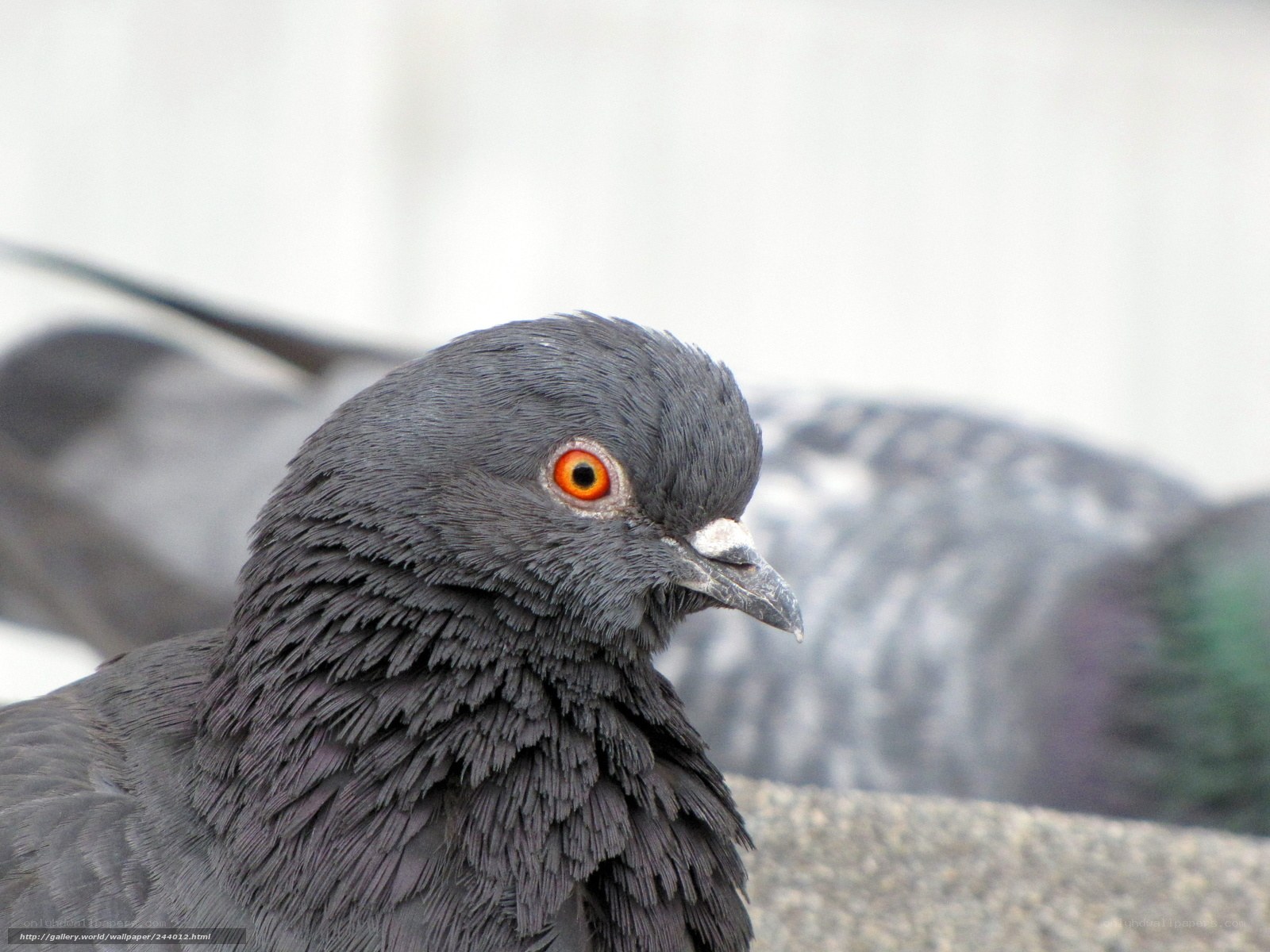 close-up of a pigeon