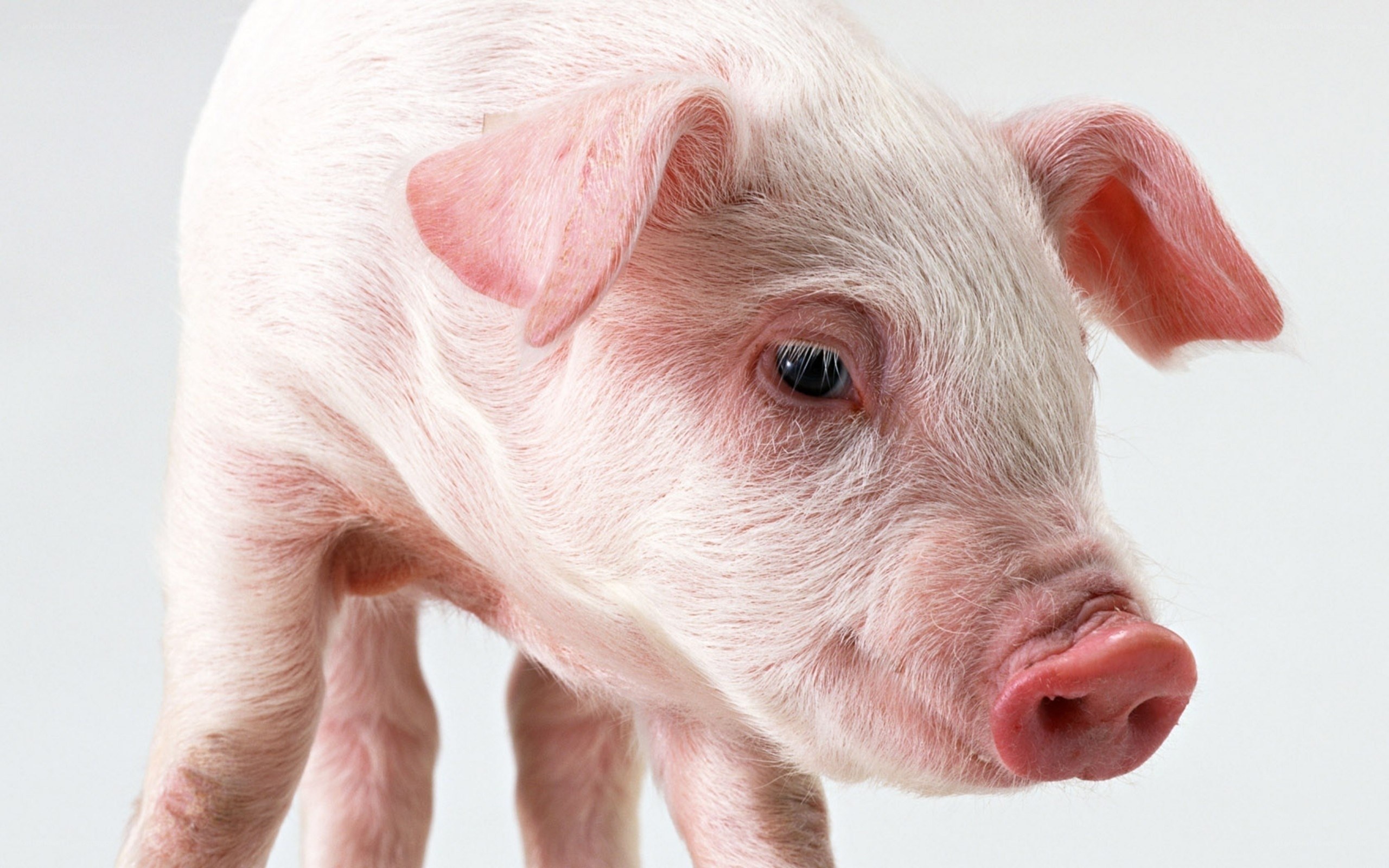 close-up of a piglet