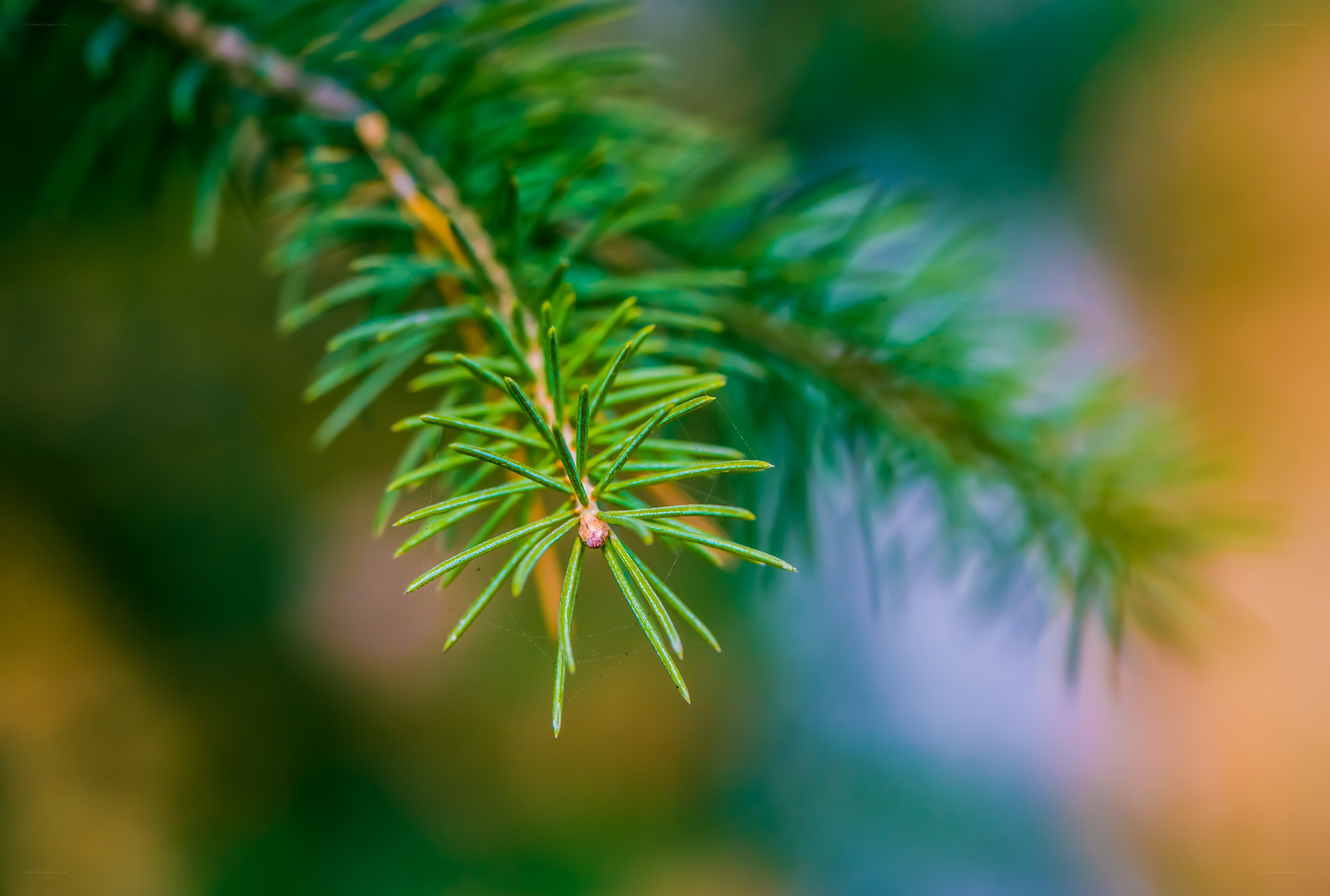 Close-up of a pine branch