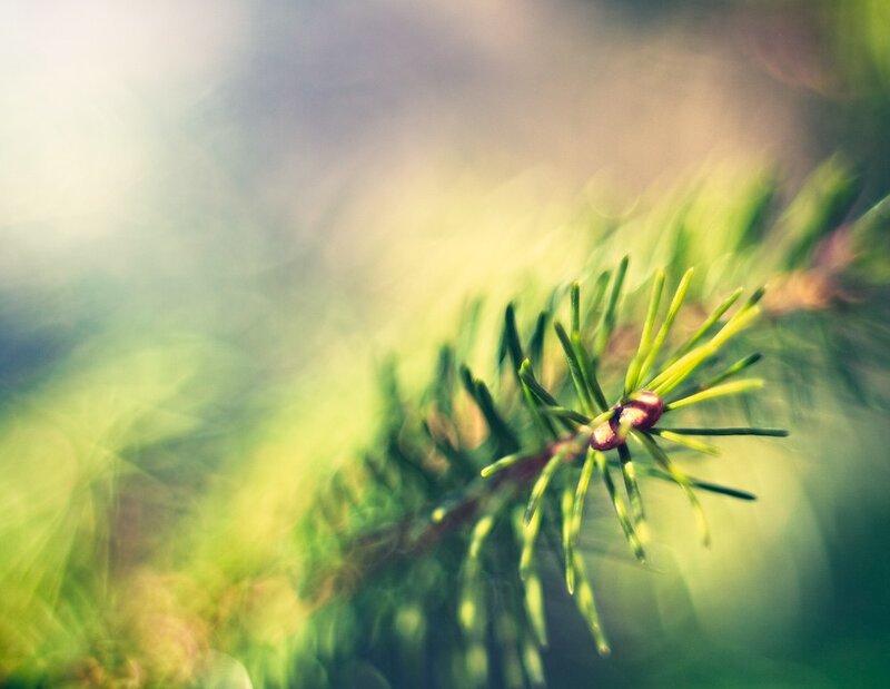 Close-up of a pine branch