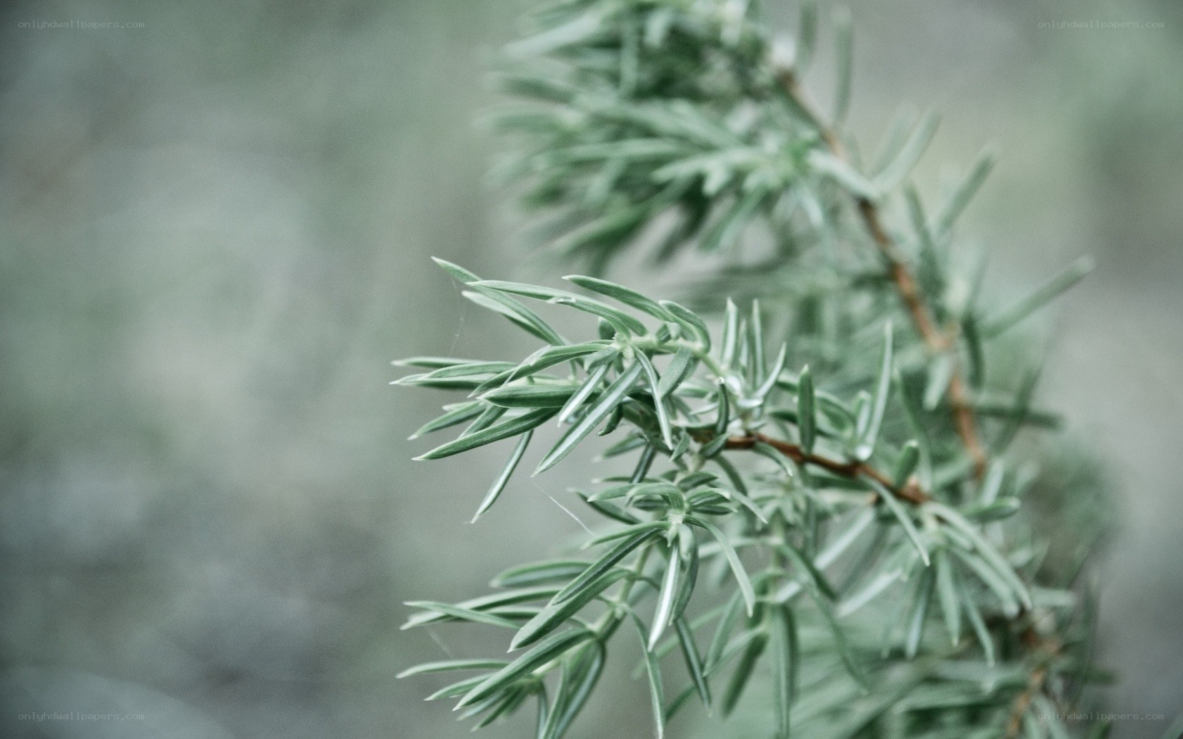 Close-up of a pine branch