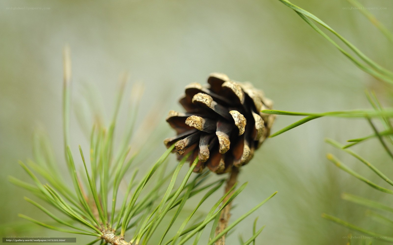 Close-up of a pine cone