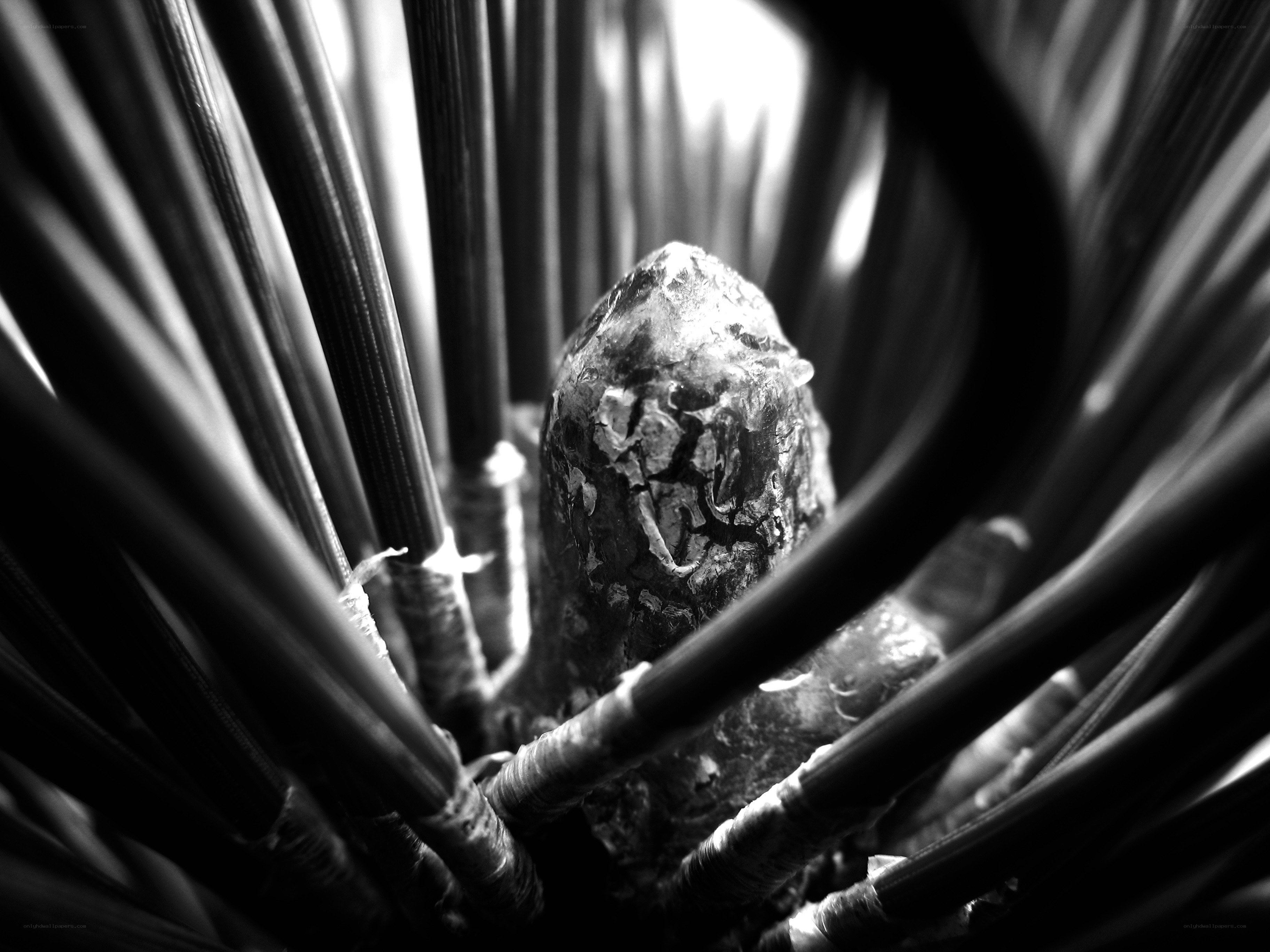 Close-up of a pine cone