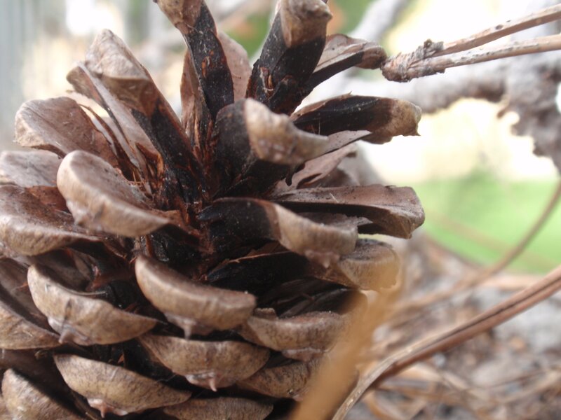Close-up of a pine cone