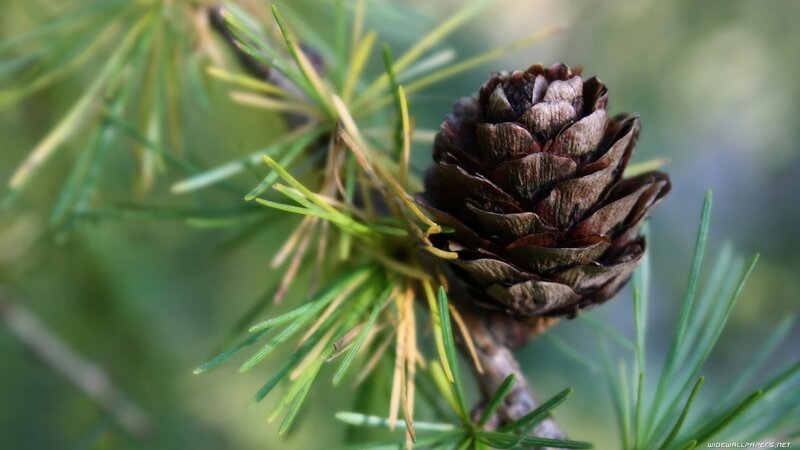 Close-up of a pine cone
