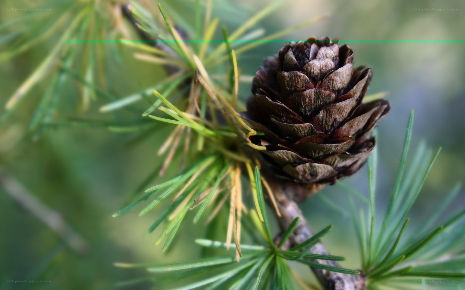 Close-up of a pine cone