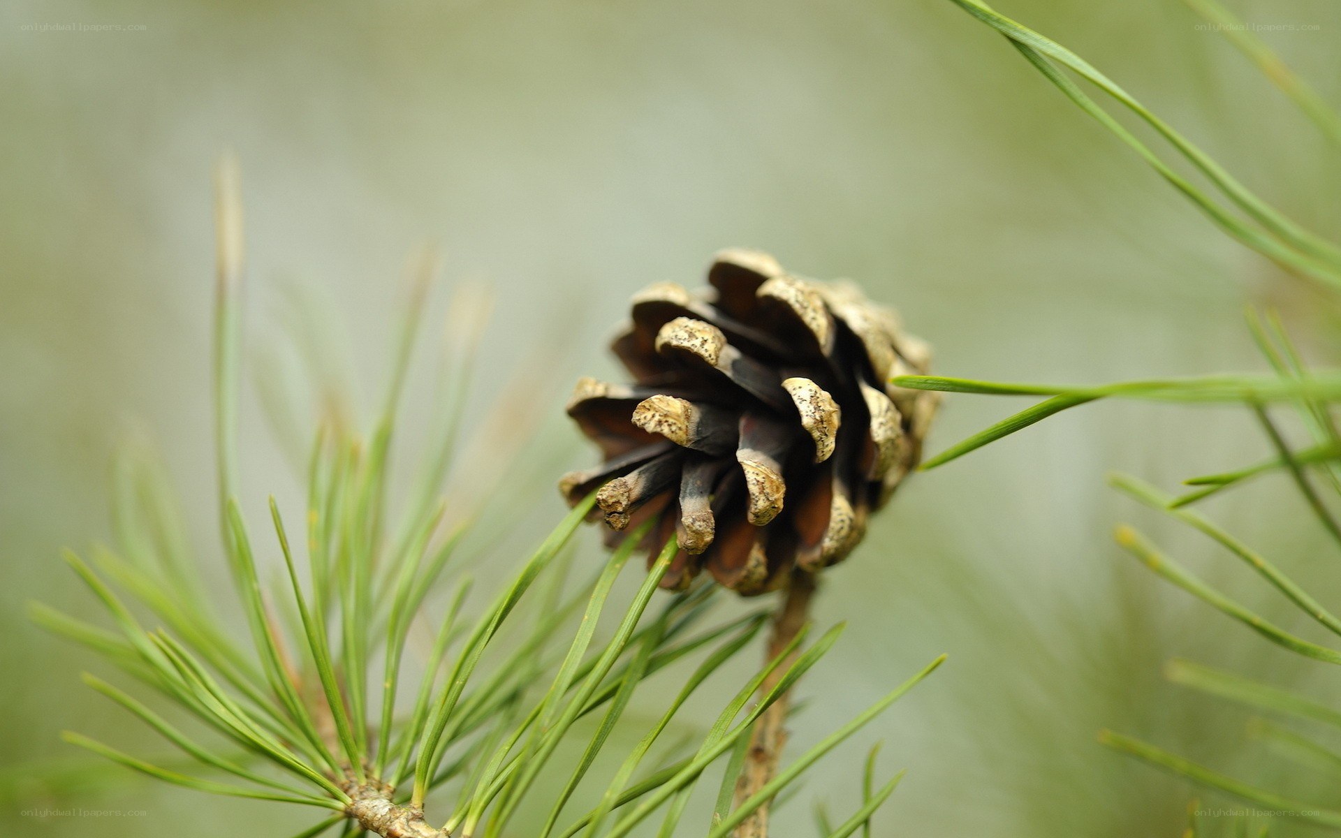 Close-up of a pine cone