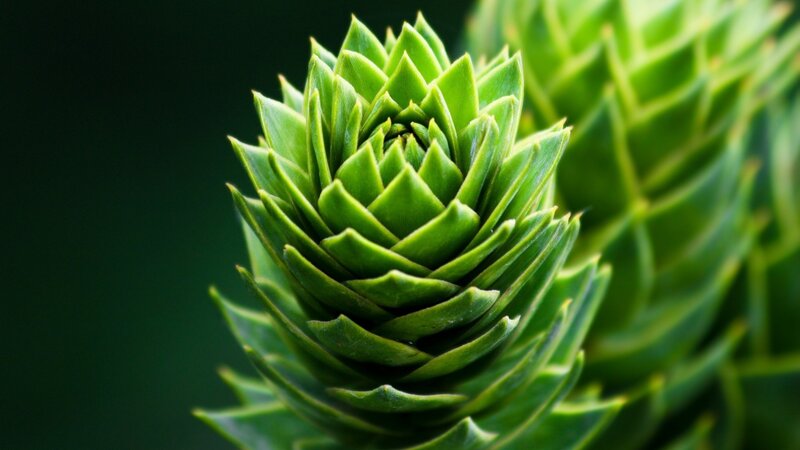 Close-up of a Pine Cone — Green, Natural