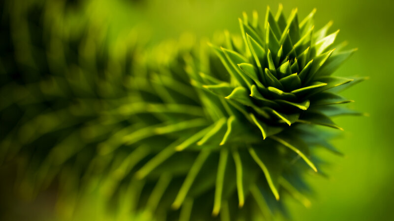Close-up of a Pine Cone — Green