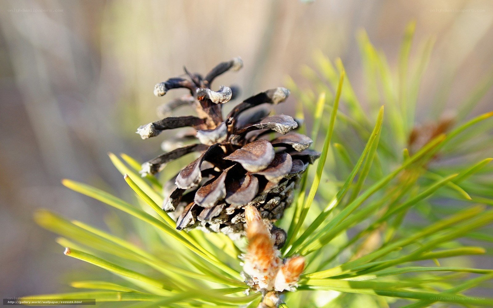 Close-up of a pine cone