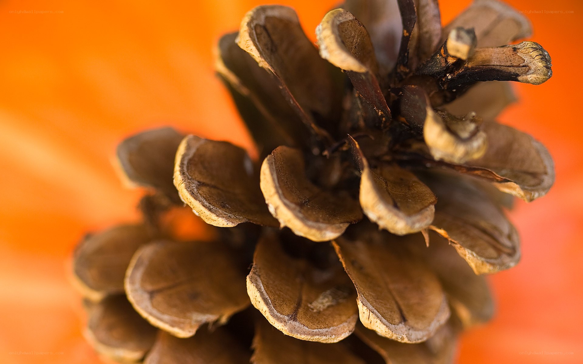 Close-up of a pinecone