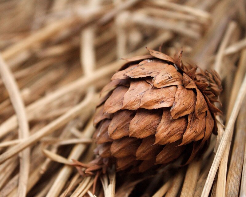 Close-up of a pinecone